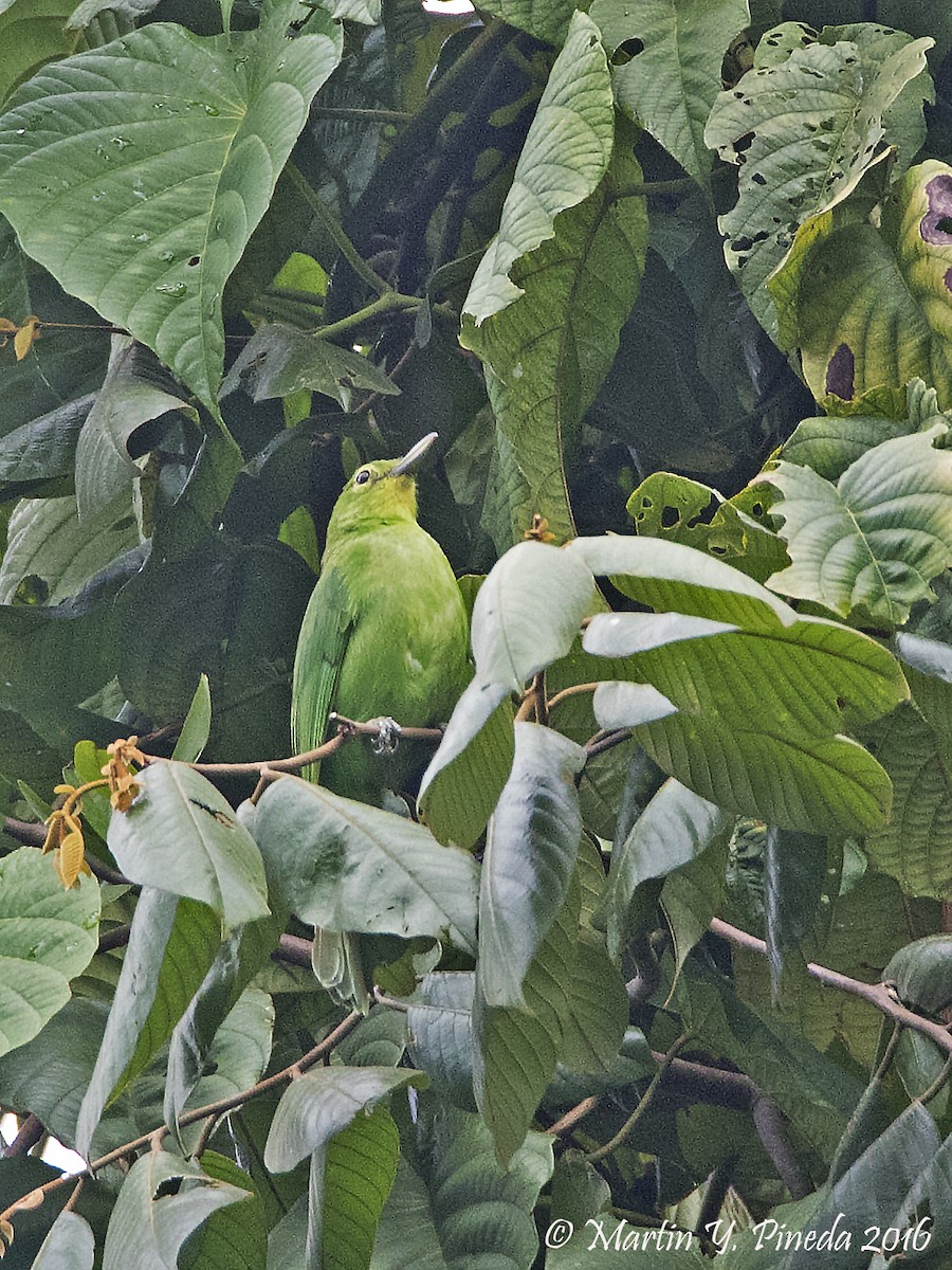 Philippine Leafbird - Martin Pineda
