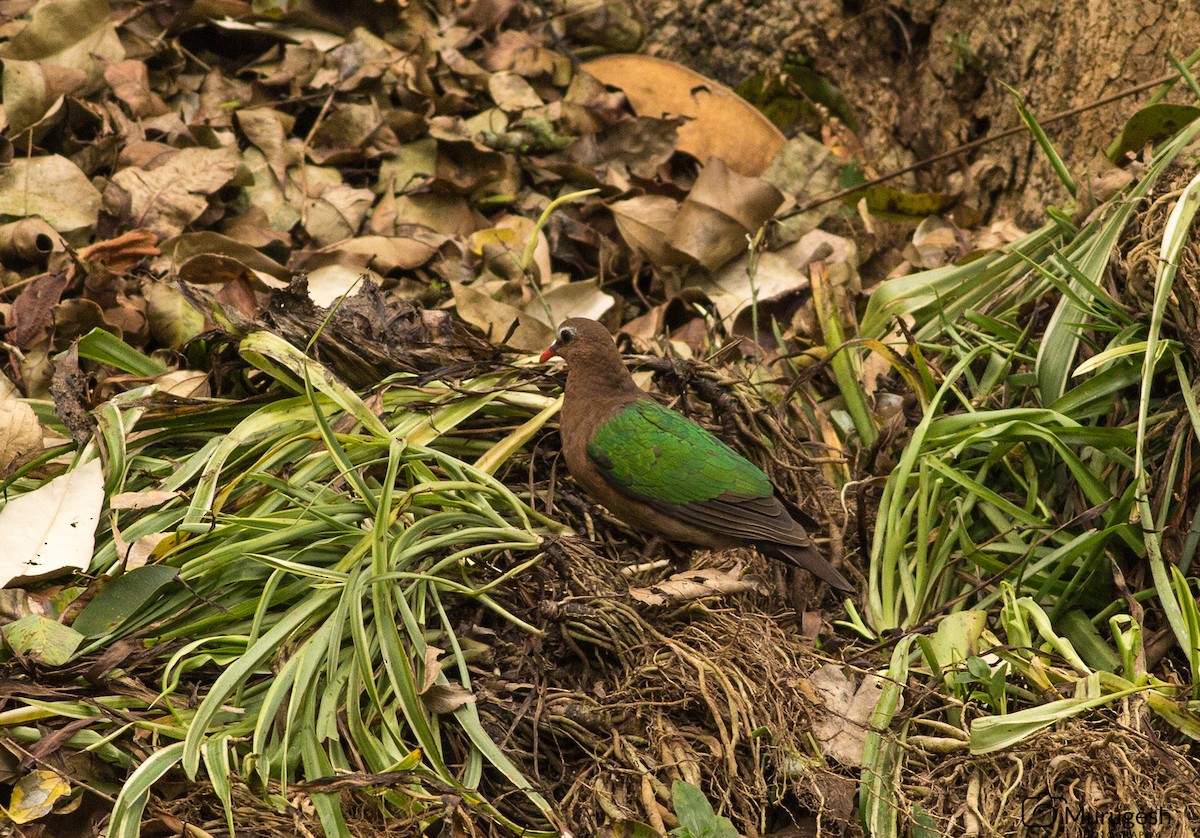 Asian Emerald Dove - Murugesh Natesan