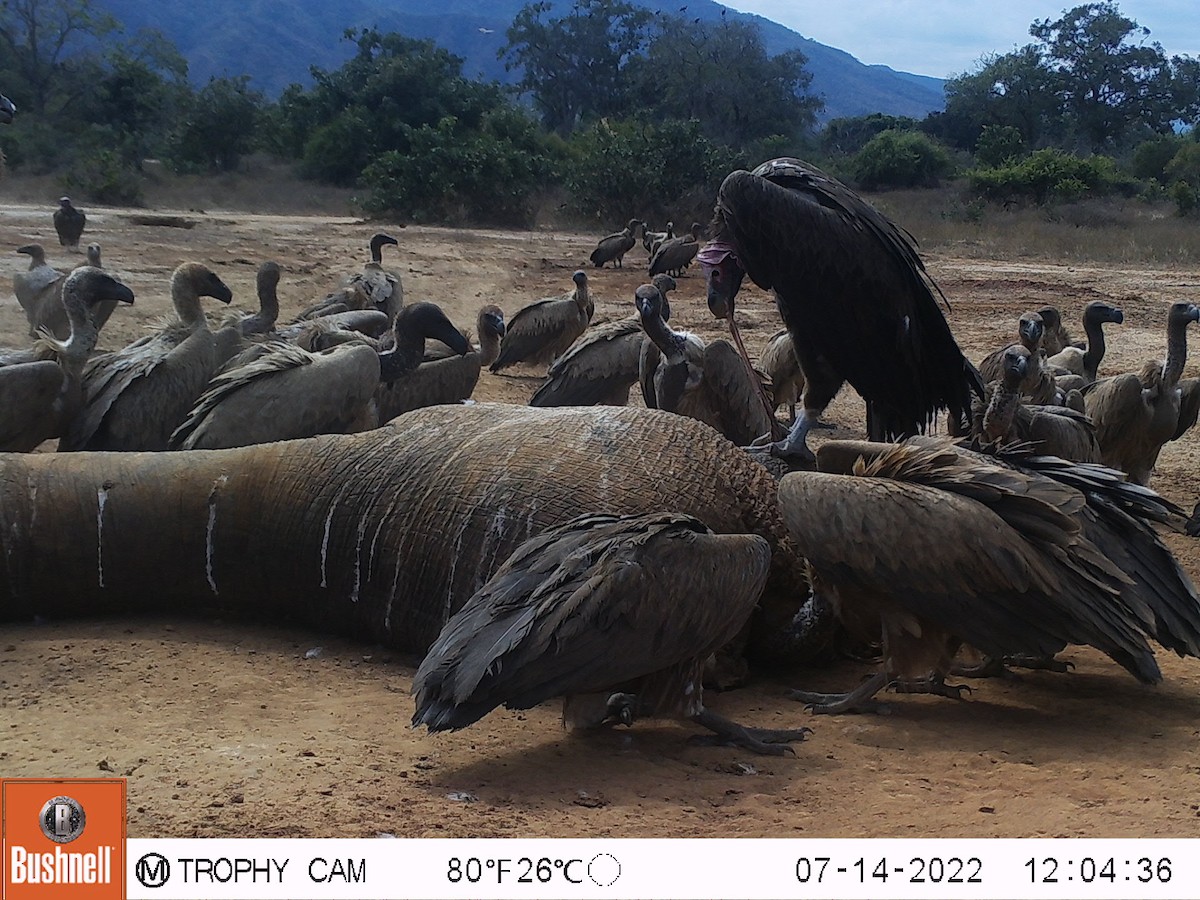 Lappet-faced Vulture - ML468326121