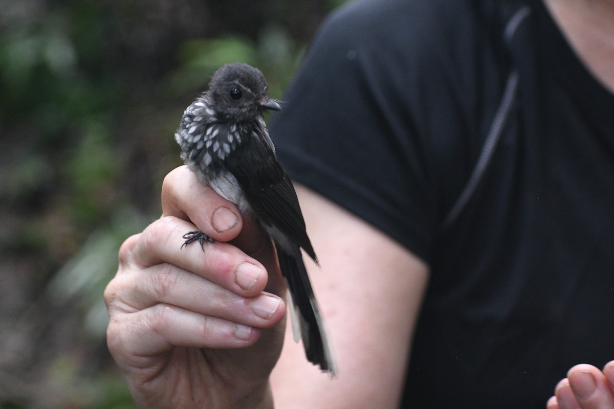 Spotted Fantail - ML468332891