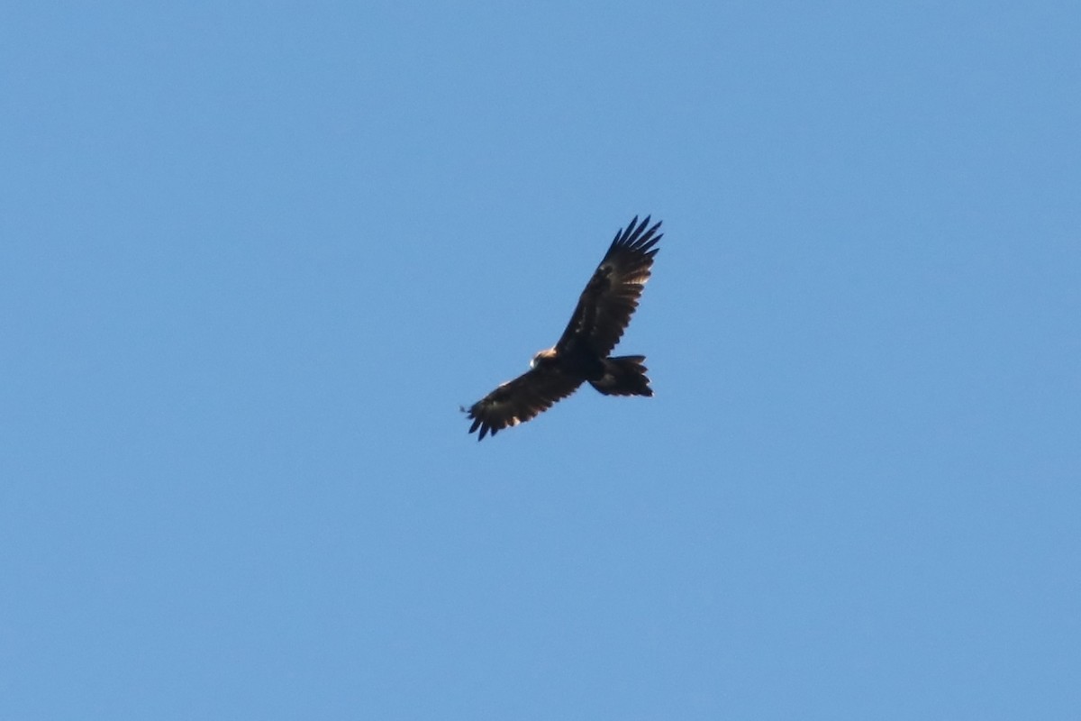 Wedge-tailed Eagle - Rick Franks