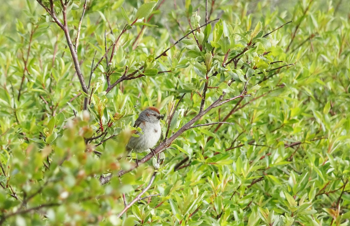 American Tree Sparrow - ML468345601