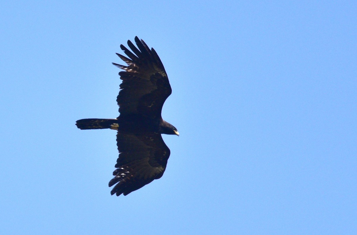 Black Eagle - Latha  Prabhakaran