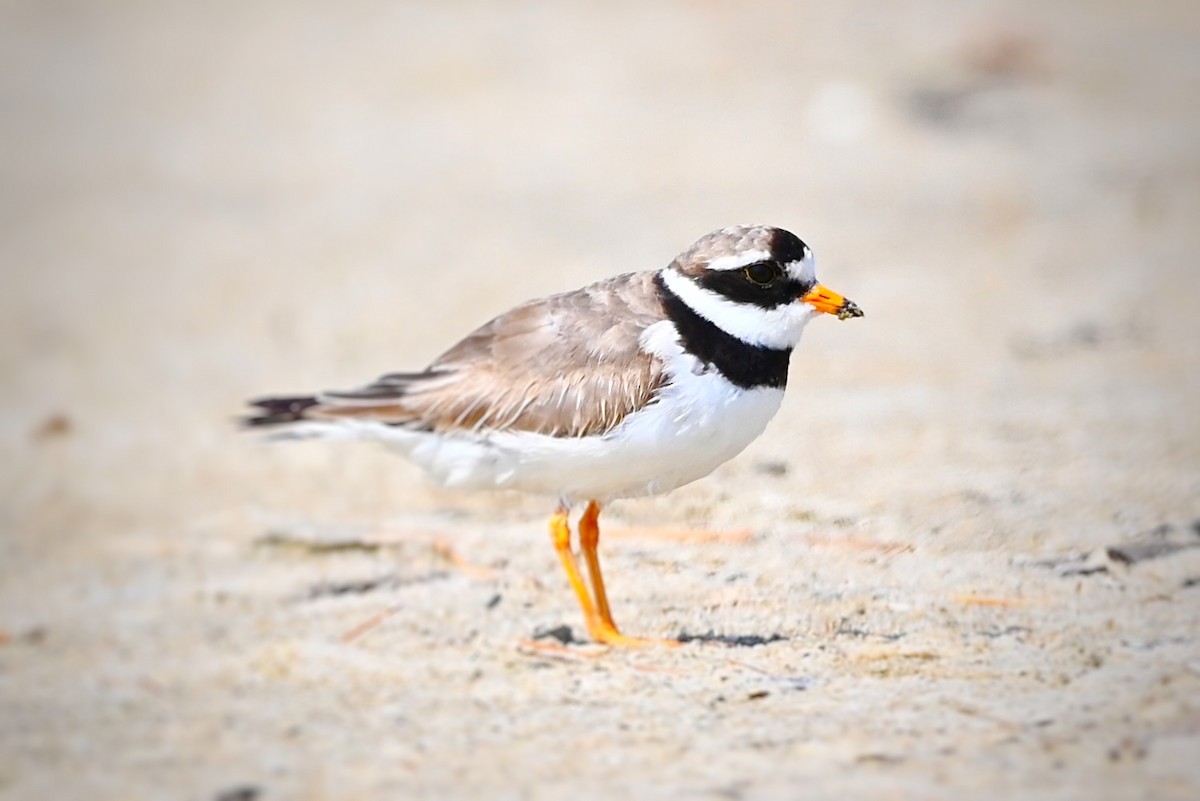 Common Ringed Plover - ML468352101