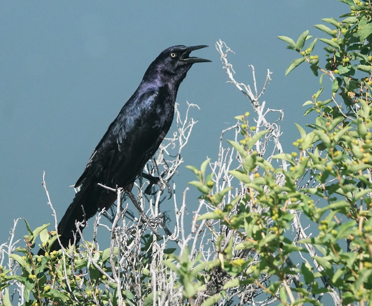 Great-tailed Grackle - ML468356501