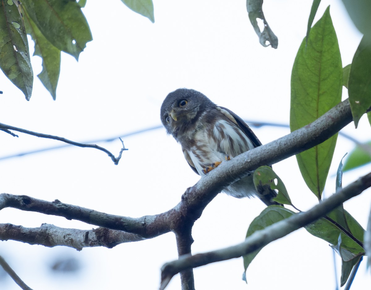 Amazonian Pygmy-Owl - Simon Colenutt