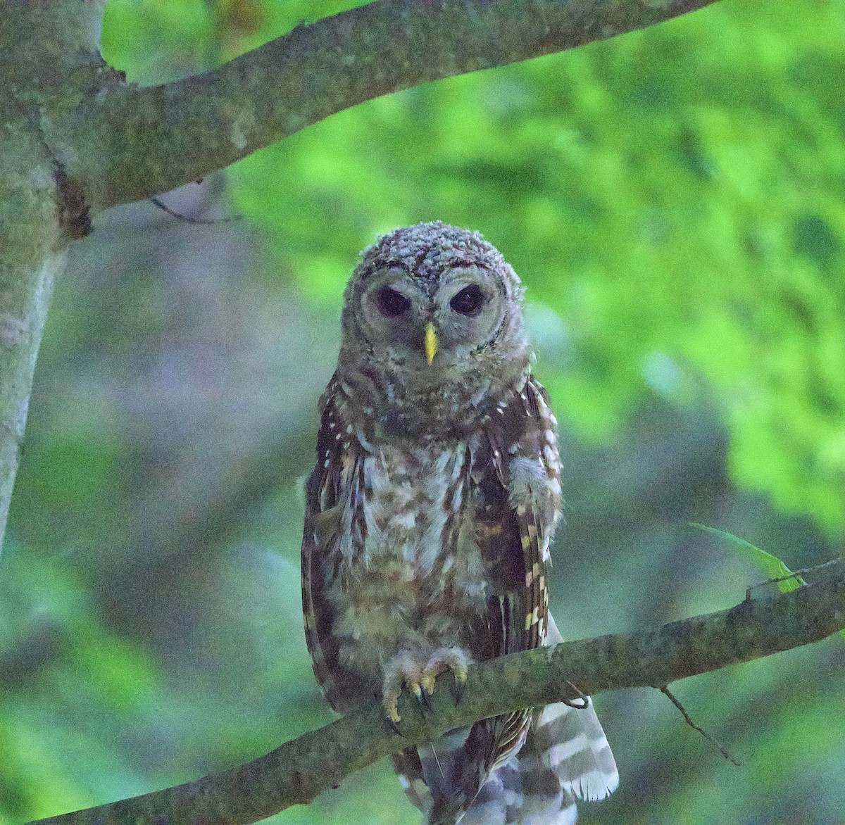 Barred Owl - ML468359141