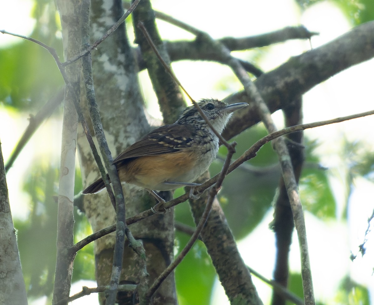 Rondonia Warbling-Antbird - ML468359221