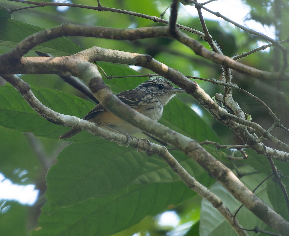 Rondonia Warbling-Antbird - ML468359231