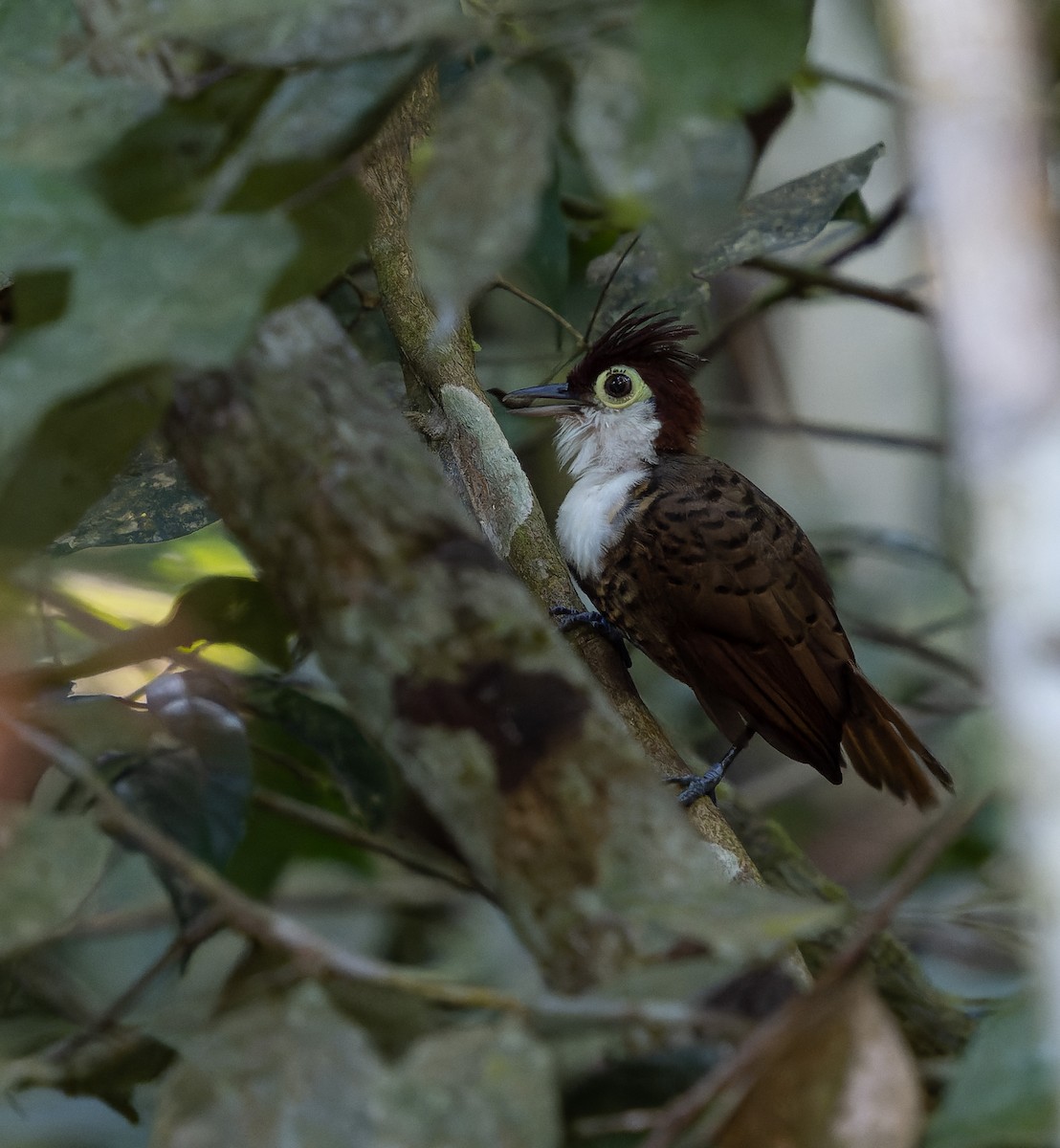 White-breasted Antbird - ML468359291