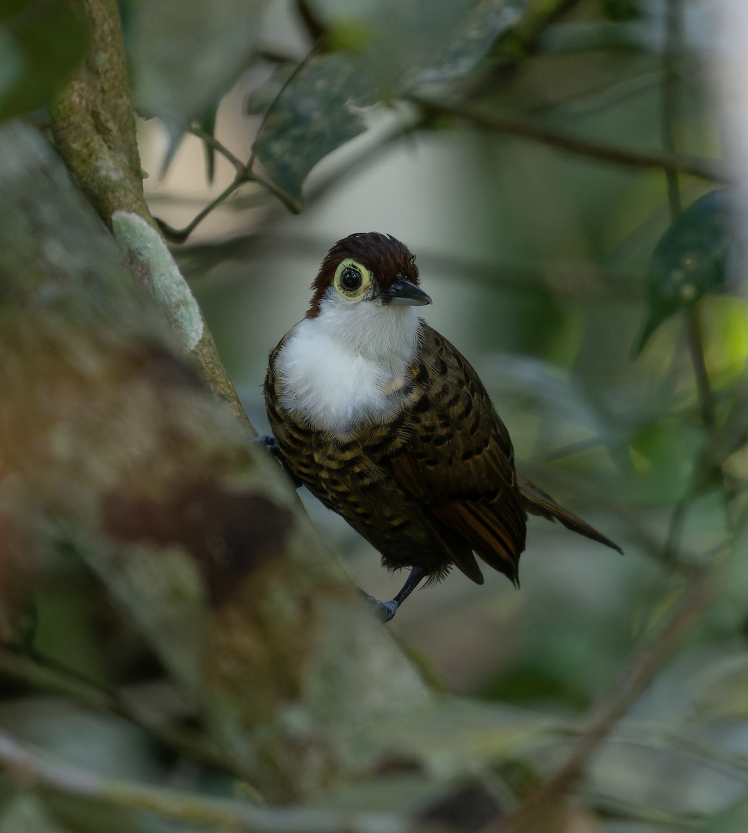 White-breasted Antbird - ML468359301