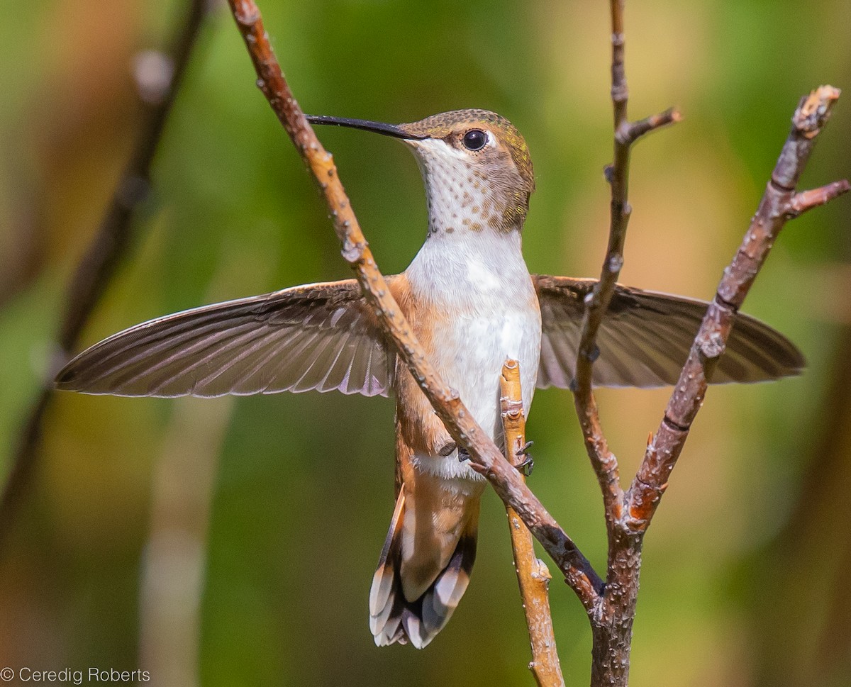 Rufous Hummingbird - Ceredig  Roberts