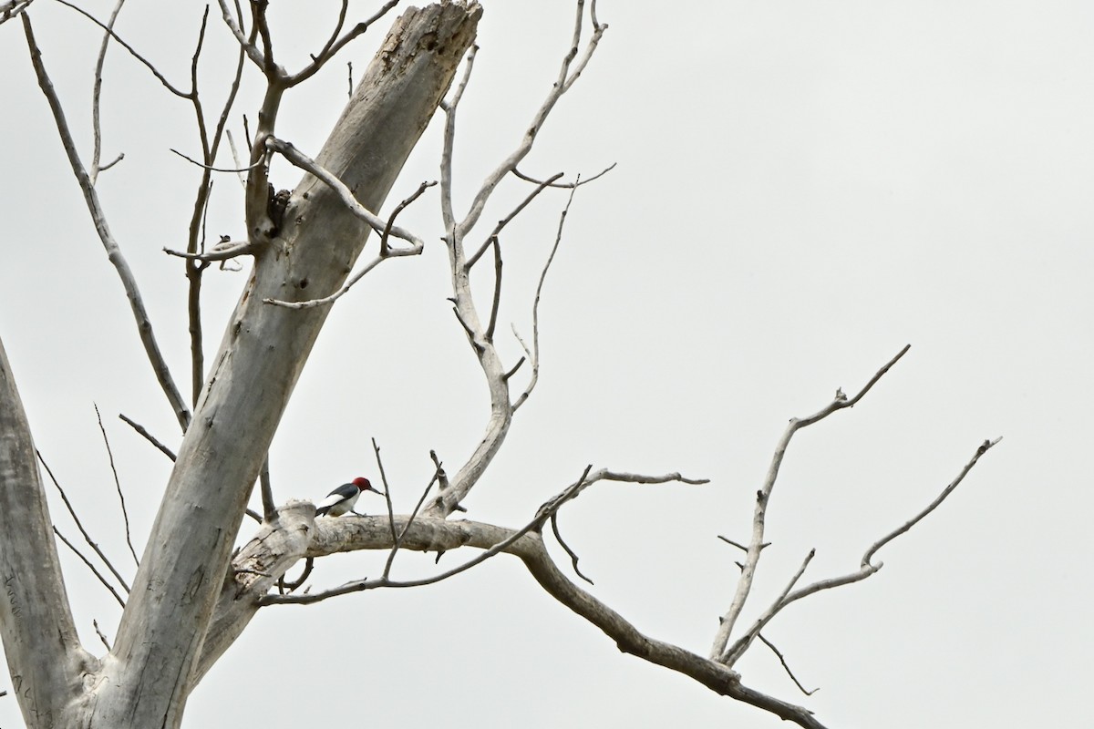 Red-headed Woodpecker - ML468363191