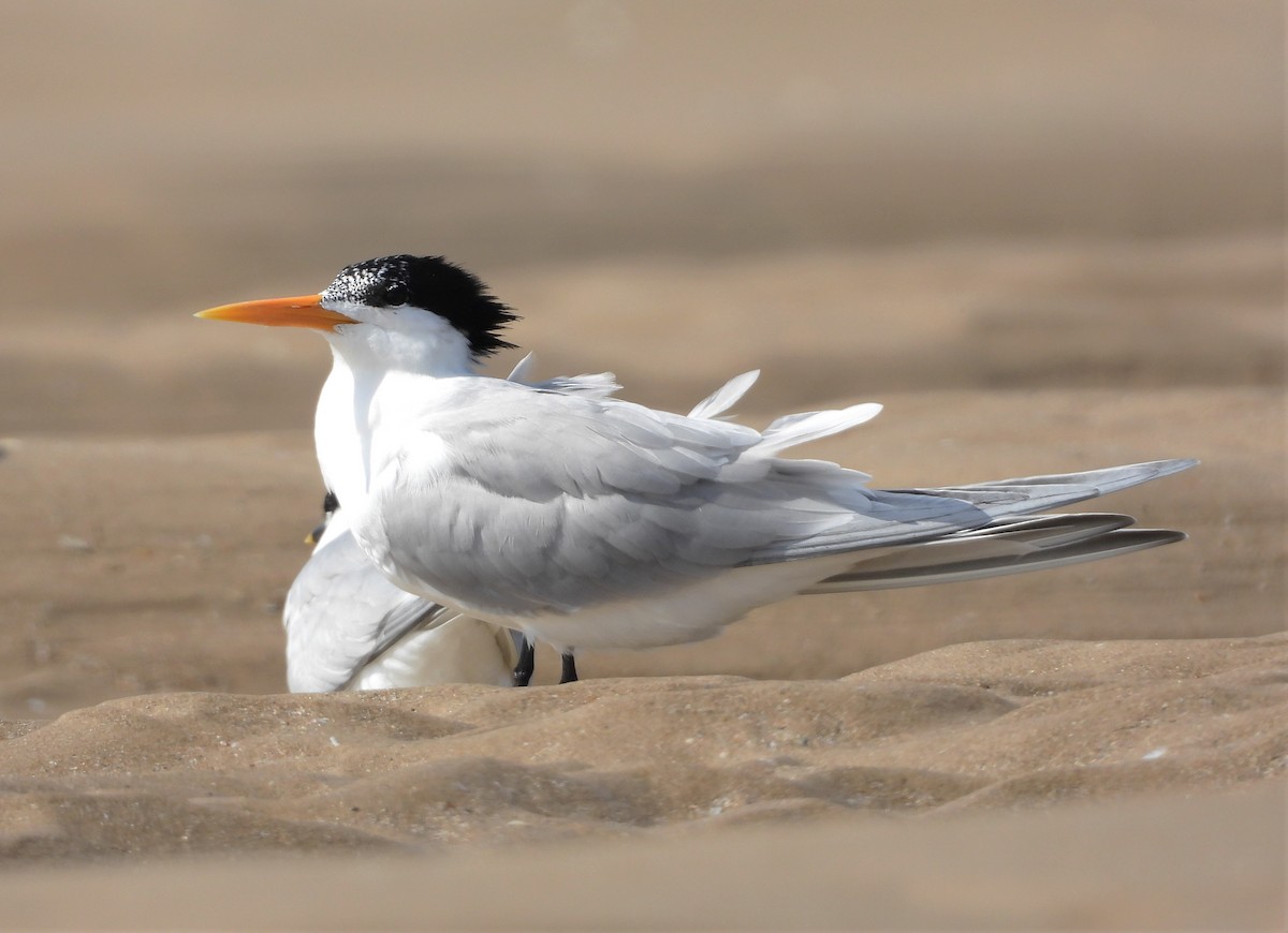 Lesser Crested Tern - Faustino Chamizo Ragel