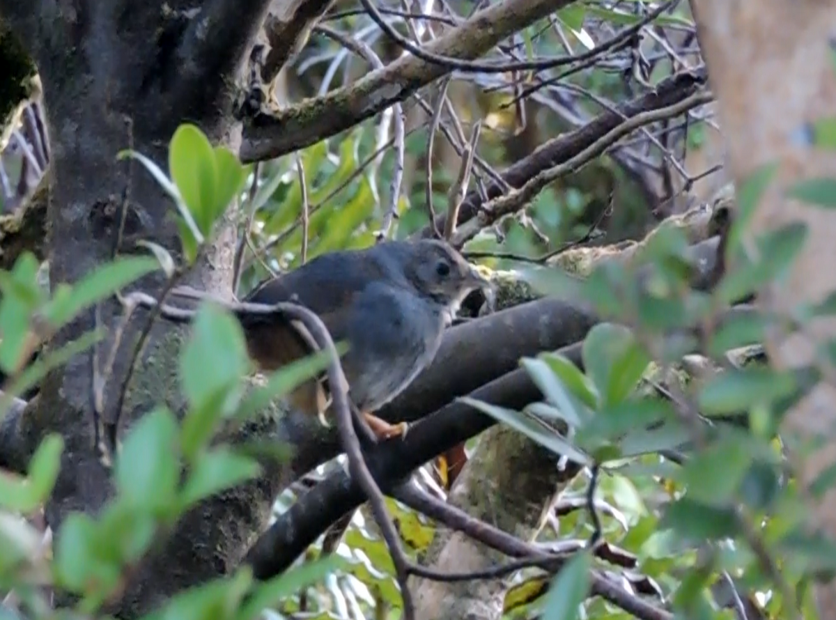 Ochre-flanked Tapaculo - ML468369241