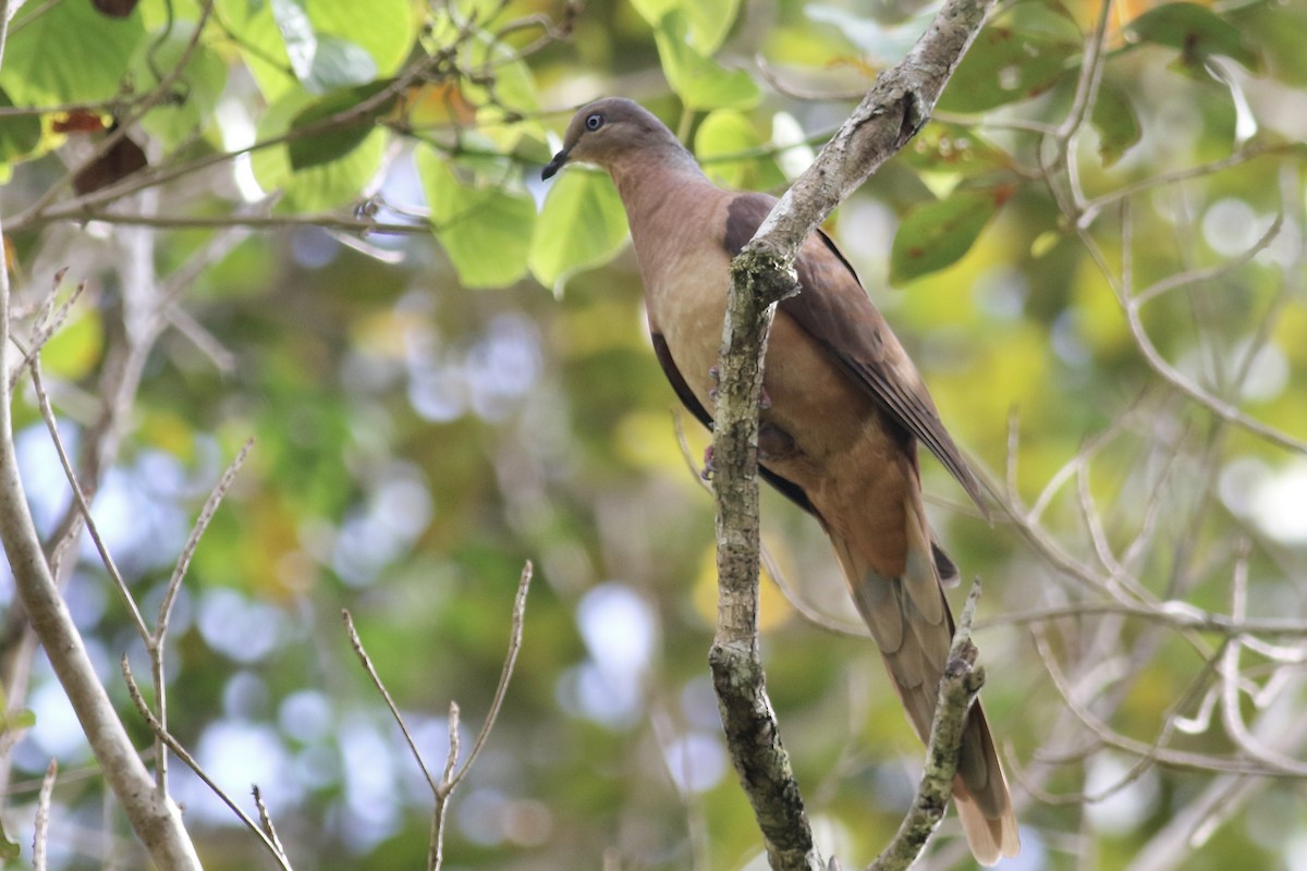 Brown Cuckoo-Dove - ML468372221