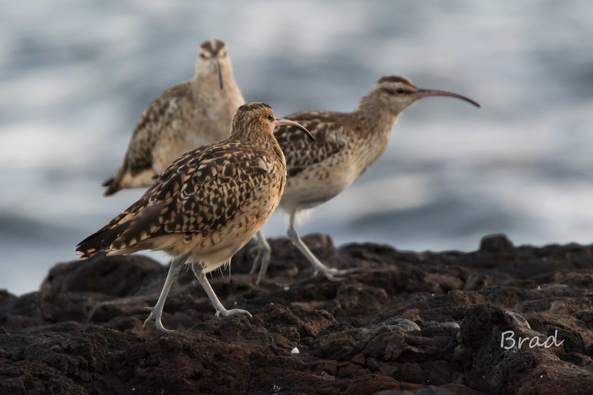Bristle-thighed Curlew - ML46837421