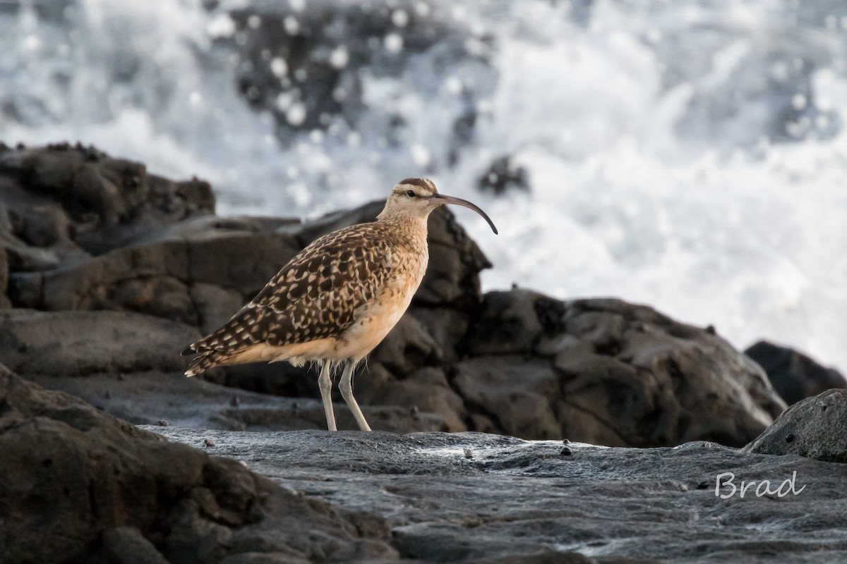 Bristle-thighed Curlew - ML46837431