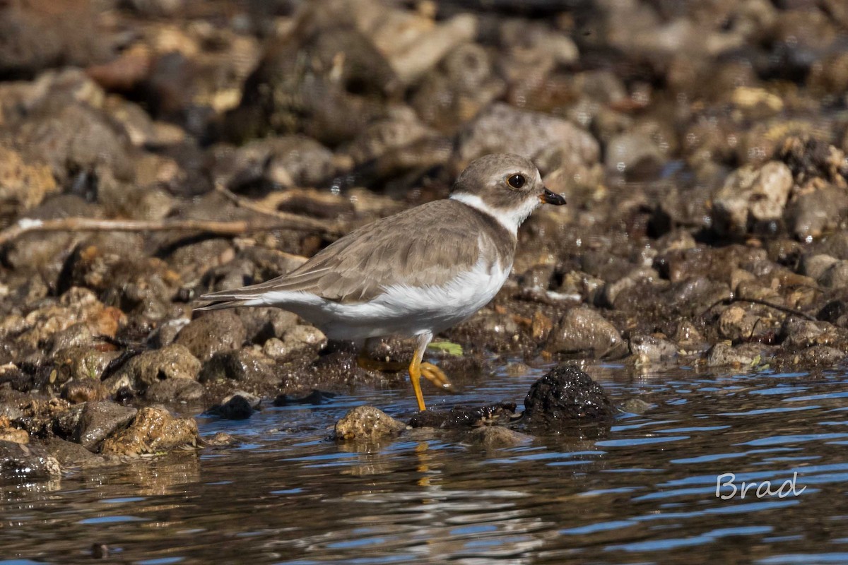 Semipalmated Plover - ML46837791