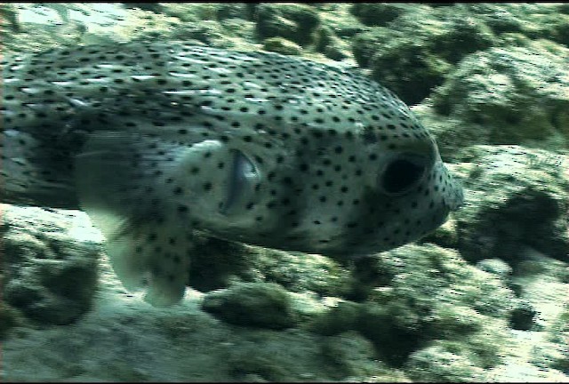 Black-spotted porcupinefish - ML468383