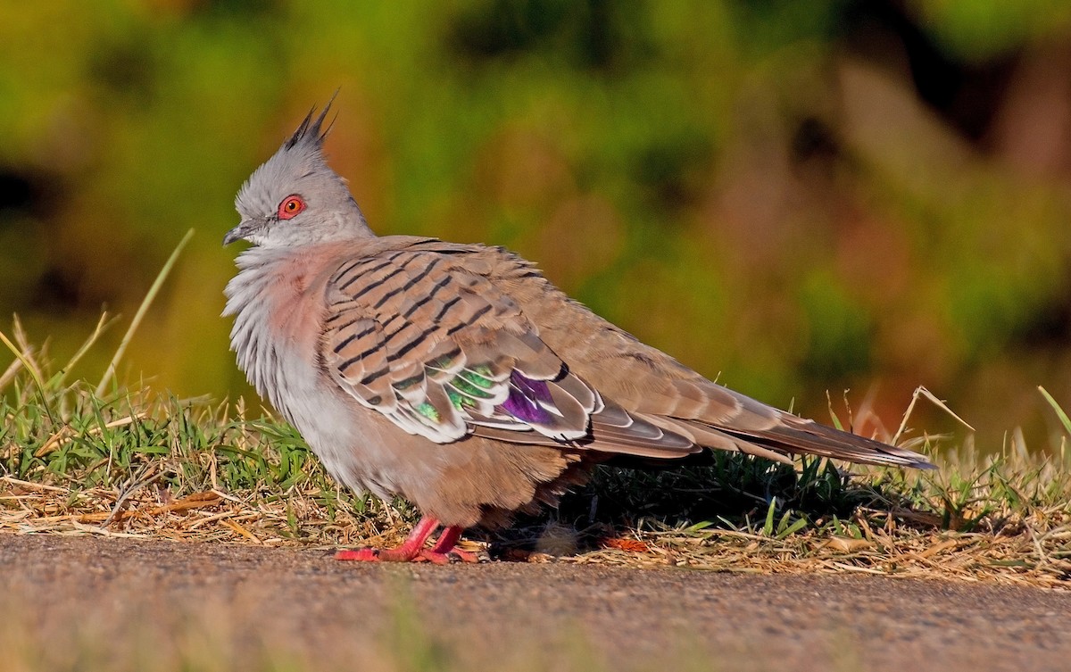 Crested Pigeon - D England