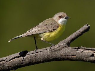  - White-throated Gerygone