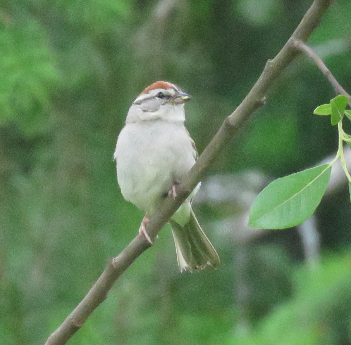 Chipping Sparrow - ML468389001