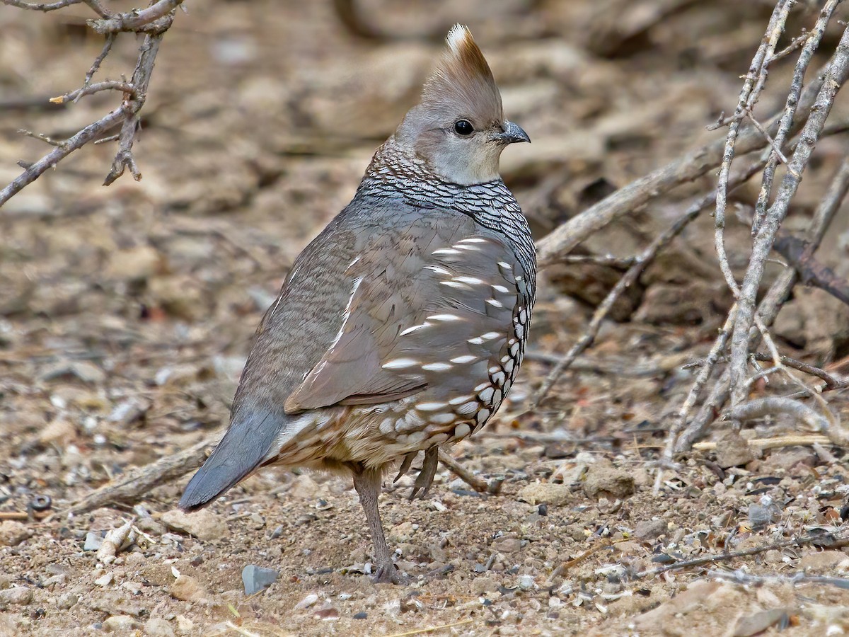 Scaled Quail - eBird