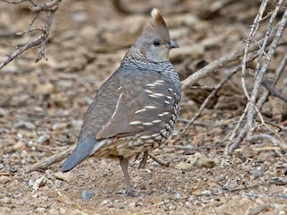  - Scaled Quail