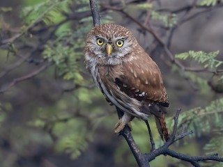  - Peruvian Pygmy-Owl
