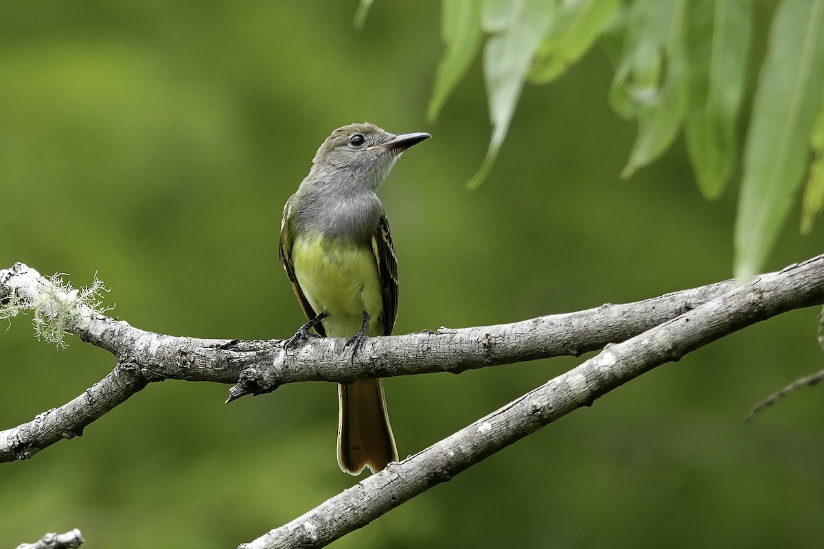 Great Crested Flycatcher - ML468394901