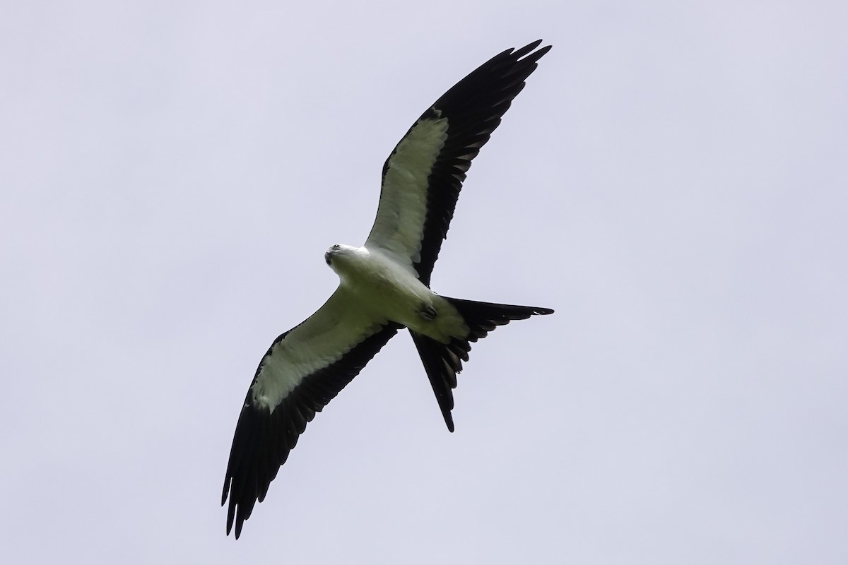 Swallow-tailed Kite - ML468395001