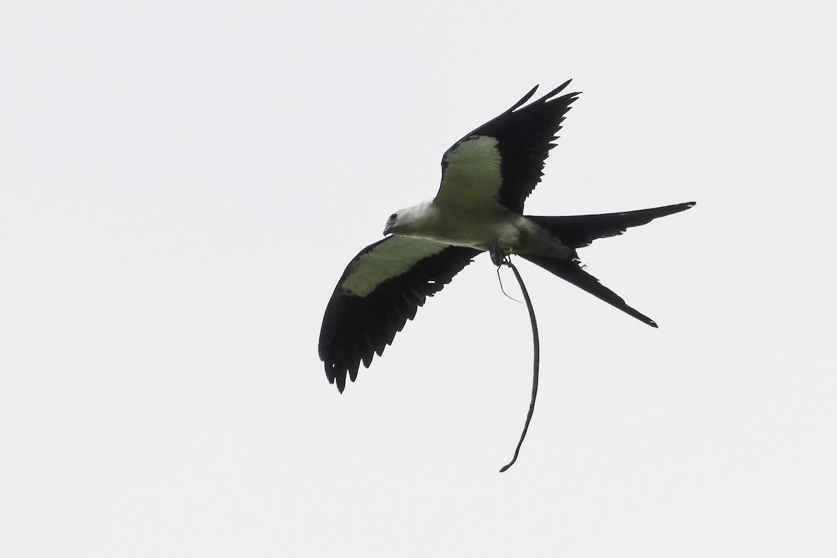 Swallow-tailed Kite - ML468395191