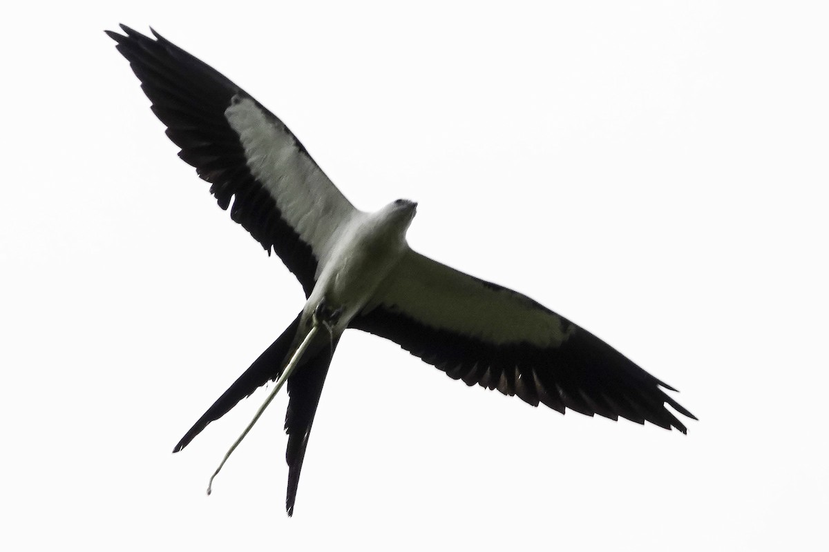 Swallow-tailed Kite - ML468395201