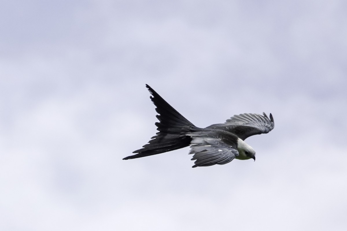 Swallow-tailed Kite - ML468395241