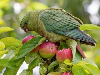  - Austral Parakeet