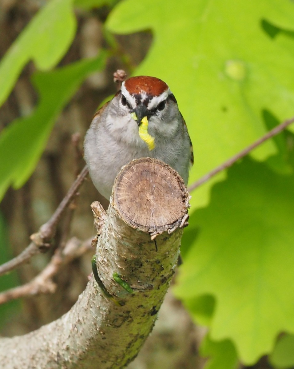 Chipping Sparrow - ML468400241