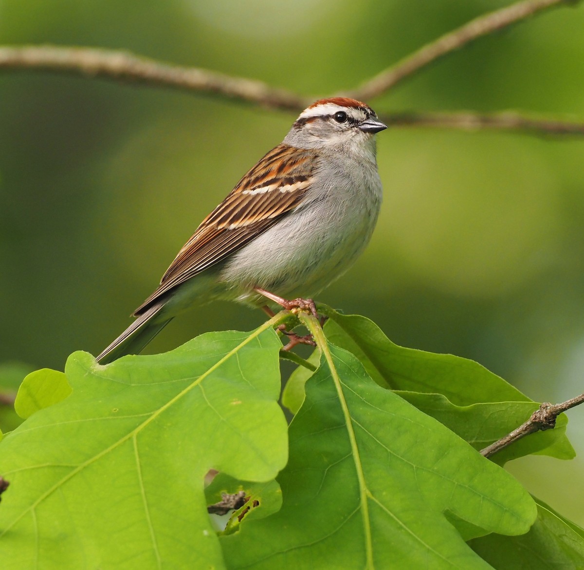 Chipping Sparrow - ML468400251