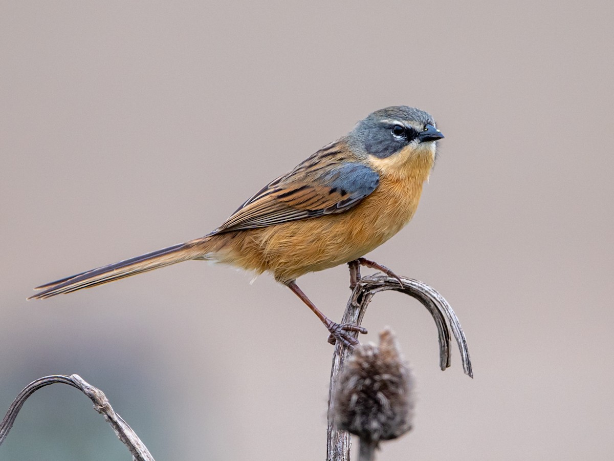 Long-tailed Reed Finch - Donacospiza albifrons - Birds of the World