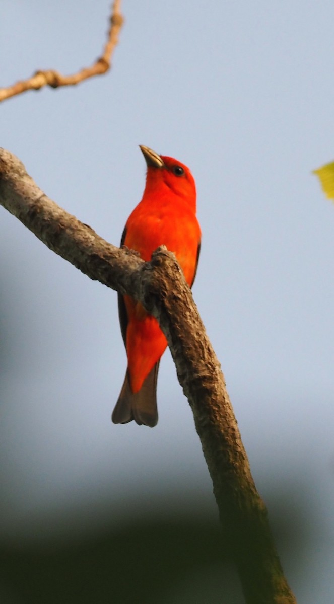 Scarlet Tanager - ML468403571