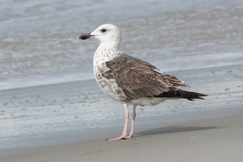 Lesser Black-backed Gull - Karen Thompson