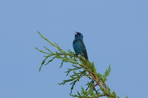 Indigo Bunting - Karen Thompson