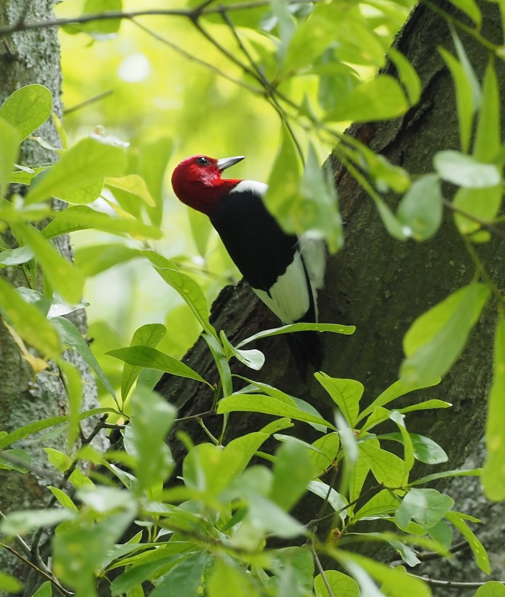 Red-headed Woodpecker - ML468408991