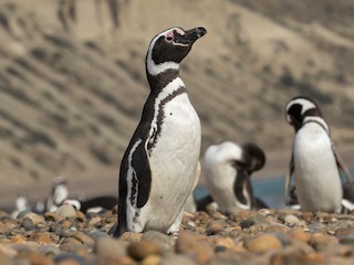  - Magellanic Penguin