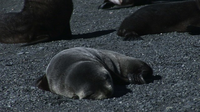 Antarctic Fur Seal - ML468410