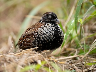  - Black-breasted Buttonquail