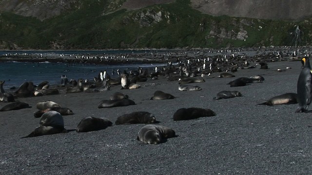 Antarctic Fur Seal - ML468411