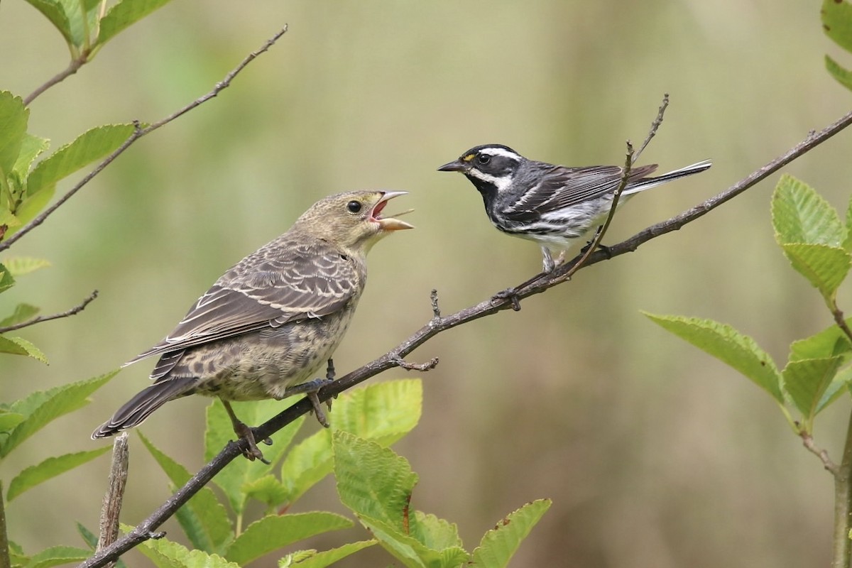 Black-throated Gray Warbler - Samuelle Simard-Provencal 🐋