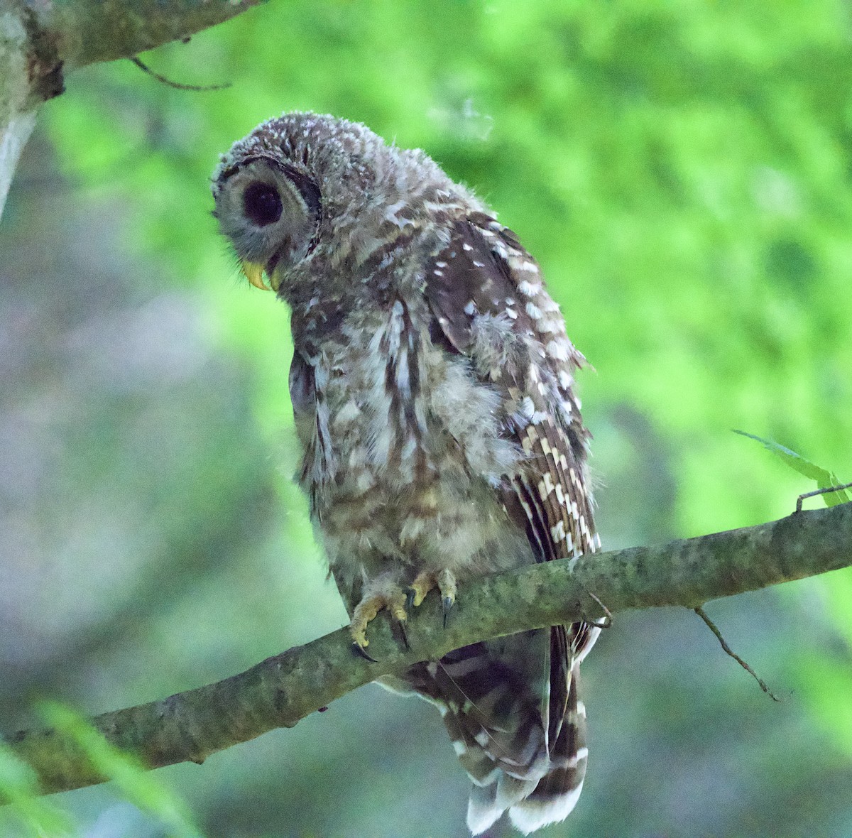 Barred Owl - ML468413031