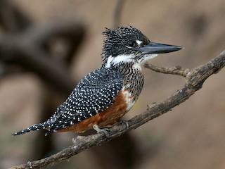  - Giant Kingfisher